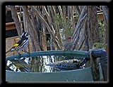 Firetail Finch