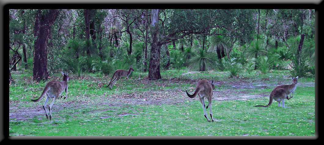 Four Roos