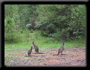 Family of Roos