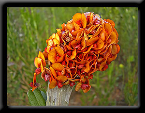 Orange Fab-flower