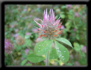 Hare's Foot Clover